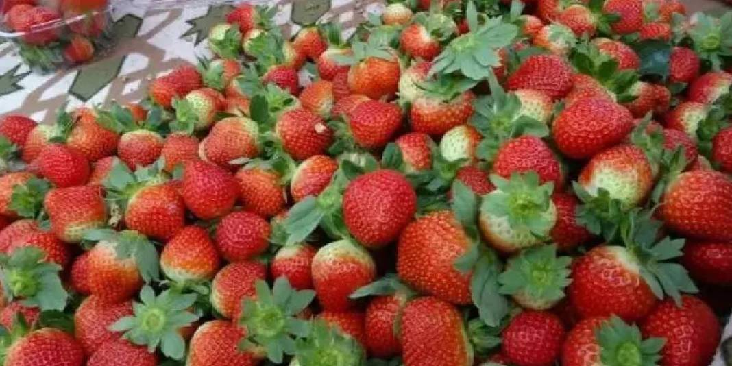 Eşini ikna etmesi hasattan daha zor olsa da başardı, işe koyuldu! Haftalık 300 kg üretiyor: Kilosu tarlada 80 TL ediyor 7